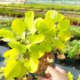 Жълта Смрадлика Златен Дух, Cotinus coggigria Golden Spirit, снимка 10