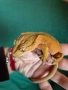 Ресничест бананояден гекон (Rhacodactylus ciliatus), снимка 5