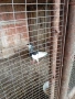 продавам гълъби, снимка 2