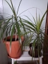 Стайни цветя - Драцена, снимка 1