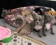 French bulldog / Френски булдог, снимка 8