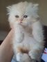 Уникално персийско котенце , снимка 1 - Персийска - 45963929