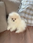 Померан мини мъжко , снимка 2
