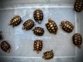 Сухоземна Червенопетниста Костенурка Карбонария - Red-footed tortoise, Chelonoidis carbonarius, снимка 2