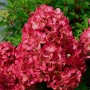 Хортензия paniculata Wim's Red, снимка 7