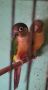 Двойки папагали , снимка 15