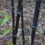 100 бр. ЧЕРНИ бамбукови семена - Phyllostachys nigra - Издръжлив рядък вид вечнозелен черен бамбук, снимка 2