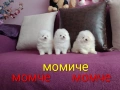 Мини Померани. Момчета и момиче. Реални снимки от 10.03.26 г. , снимка 1