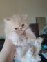Персийско котенце , снимка 2
