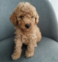 Mini poodle/Мини пудел , снимка 11