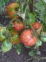разсад ранно домати 80ст., снимка 5