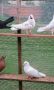Закъртени гълъби, снимка 1 - Гълъби - 45375323
