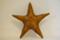 Голяма морска звезда, снимка 1 - Декорация за дома - 44987849