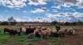 Продавам женски шилета за майки от млечни овце и млад коч. ., снимка 1 - Овце - 45140830