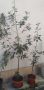 Дафинов лист (лавър), снимка 4