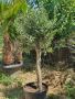 Маслиново дърво за перфектният декор на вашата градина!!!, снимка 7