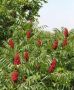 Дървета Рустифина - 3 броя, снимка 1 - Градински цветя и растения - 45730954
