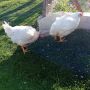 домашни пилета за консумация, снимка 1 - Кокошки и пуйки - 45092374