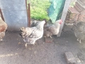 Разплодни яйца от катунски кокошки, снимка 4