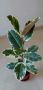 Шарен фикус / Ficus elastica "Tineke", снимка 2