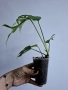Монстера, monstera minima, снимка 2