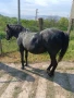 Продавам кон с каруца, снимка 7