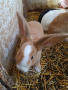 Холандска порода млади зайци по 25лв., снимка 1 - Други - 45024541