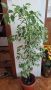 Фикус бенджамин с шарени листа, снимка 1 - Стайни растения - 45464971
