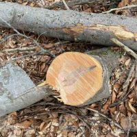 ПОДАРЯВАМ дърва, дървесина, дървен материал, дървета за сеч, снимка 3 - Дърва за огрев - 45408369