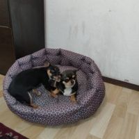 Продавам малко женско куче, снимка 4 - Чихуахуа - 45399678