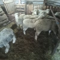 агнета , снимка 2 - Овце - 45571096