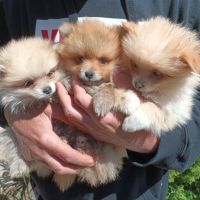 Малки кученца померански шпиц, снимка 1 - Померан - 45465188