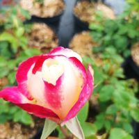 Роза сорт Double Delight,  Дабъл Дилайт, Двойно удоволствие, снимка 4 - Градински цветя и растения - 45830039