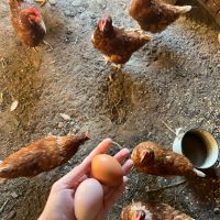 Домашни яйца, снимка 2 - Кокошки и пуйки - 45370064
