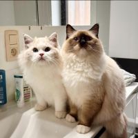 Регистрирани мъжки и женски котки Ragdoll за осиновяване, снимка 2 - Британска късокосместа - 45079858