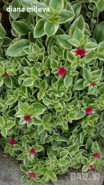 Аптения, Aptenia “Cordifolia”, снимка 1