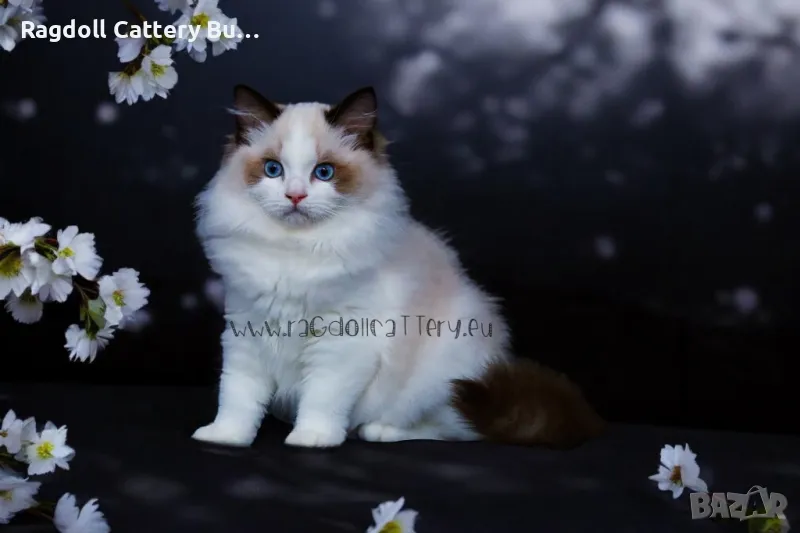 Ragdoll расово женско коте (Рагдол,Регдол), снимка 1