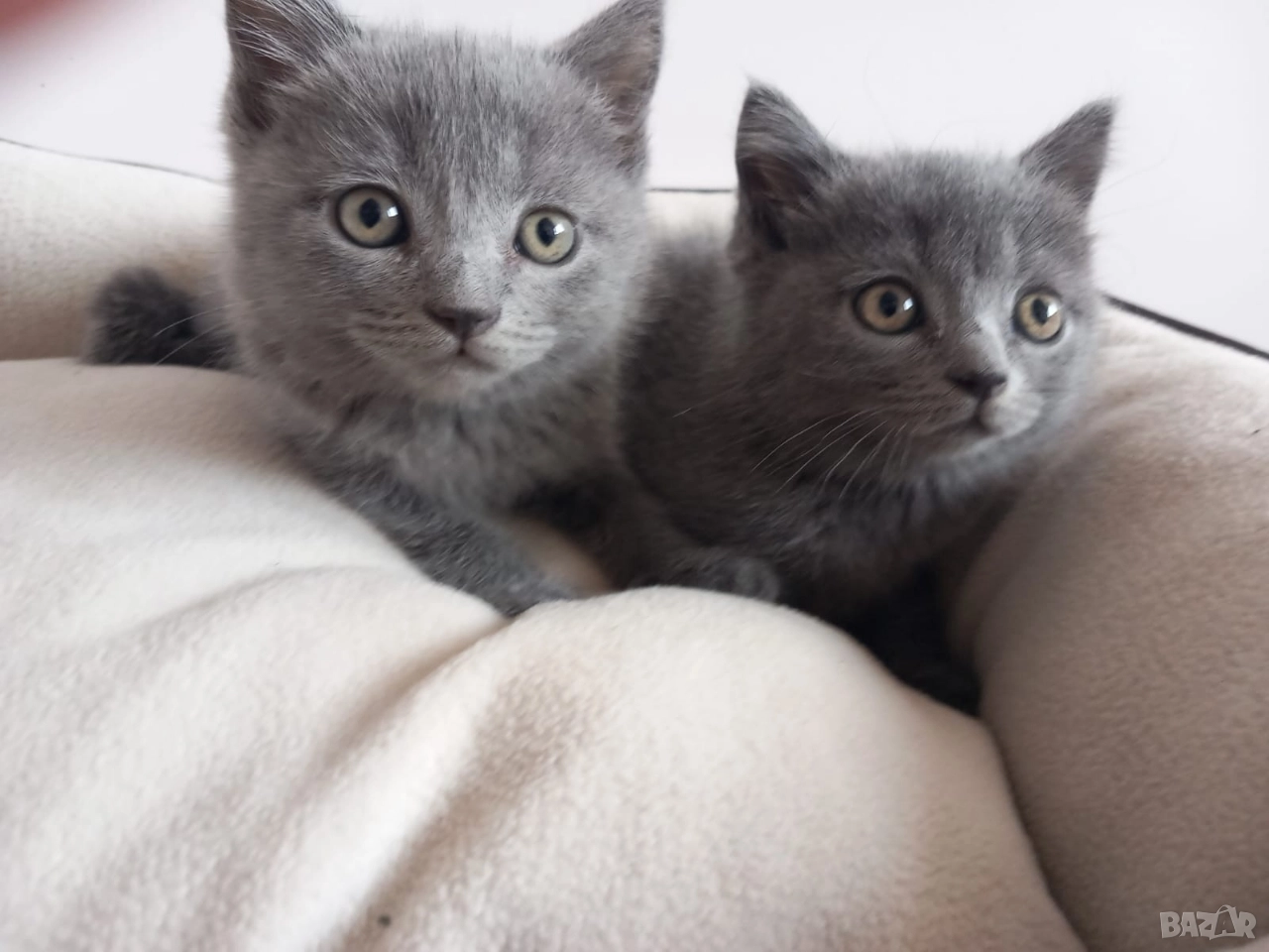 Британски Котета момичета , снимка 1