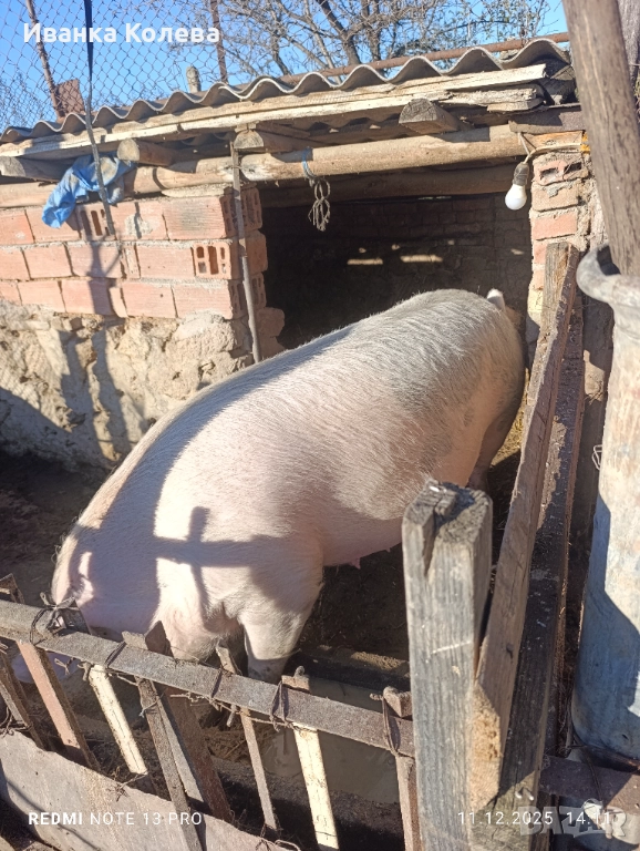 Продавам свиня майка заплодена 250 килограма , снимка 1
