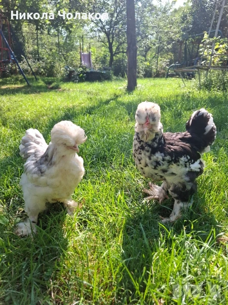 Струмски стандарт пилета , снимка 1