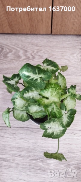 Сингониум Pixie , снимка 1