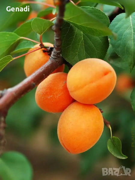 Овощна градина, снимка 1