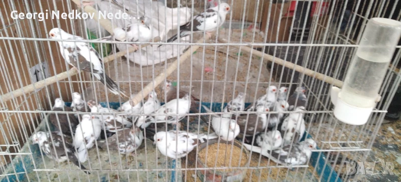 Продавам шарени диамантени гугутки , снимка 1