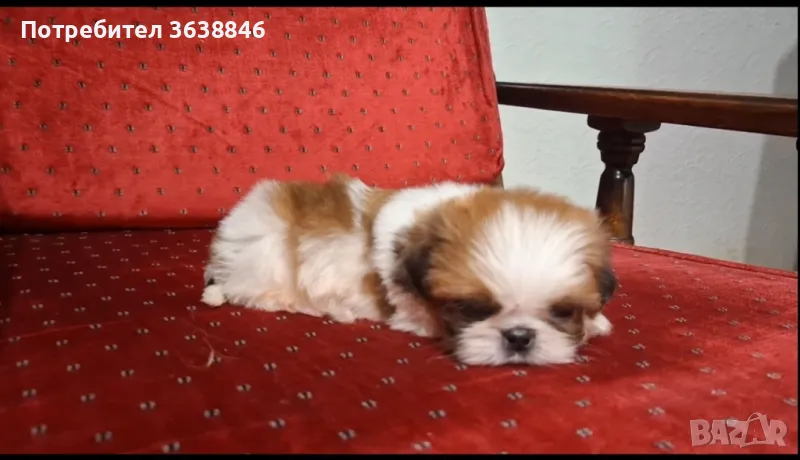 Ши тцу, снимка 1