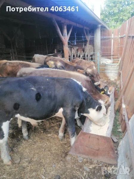 Продавам телета за угояване , снимка 1