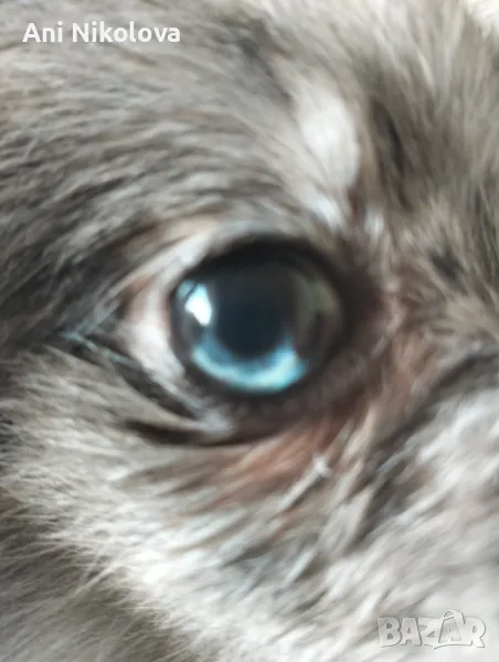 Померан рядък цвят мерле със синьо око, снимка 1