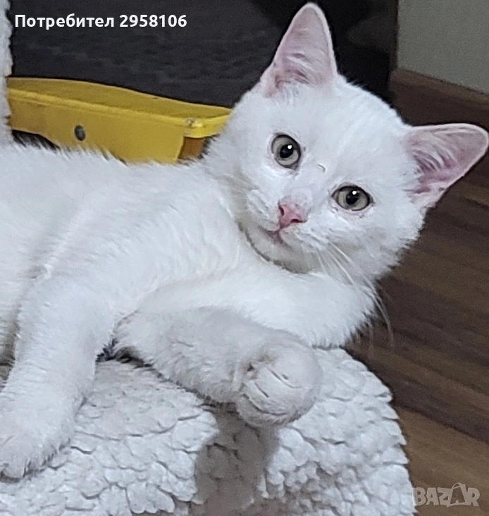 коте, снежно бяло момче, 8 мес., снимка 1