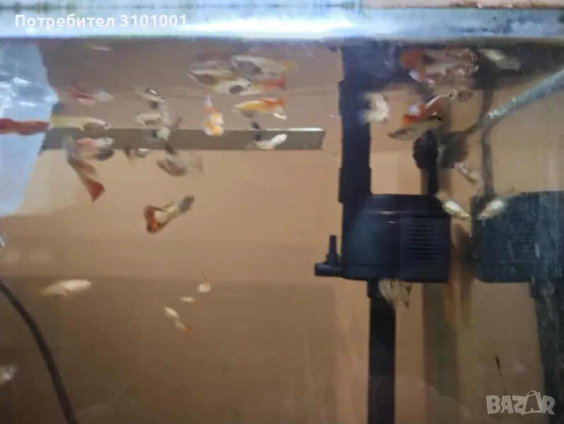 Продавам млади  гупи, снимка 1