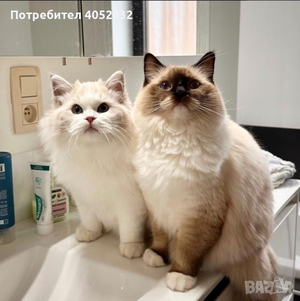 Регистрирани мъжки и женски котки Ragdoll за осиновяване., снимка 1