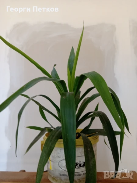 Стайна Палма Юка, около 40 см., снимка 1